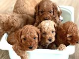 Son Red Toy Poodle Erkek Yavru