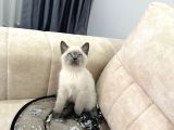 Show Kali̇te Bri̇ti̇sh Shorthai̇r Bluepoi̇nt