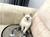 SHOW KALİTE BRİTİSH SHORTHAİR BLUEPOİNT