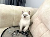 Show Kali̇te Bri̇ti̇sh Shorthai̇r Bluepoi̇nt