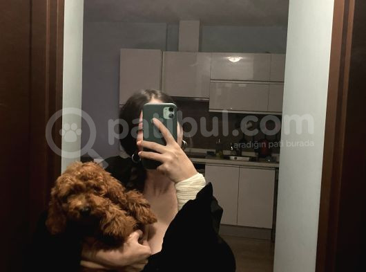 Erkek Toy Poodle  görsel