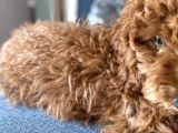 Erkek Toy Poodle 