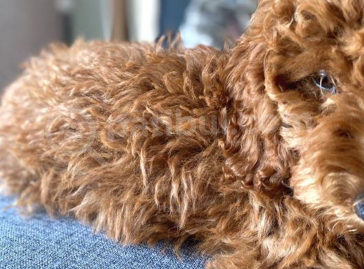 Erkek Toy Poodle  görsel