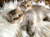 Golden British Shorthair Ve Longhair Yavrular