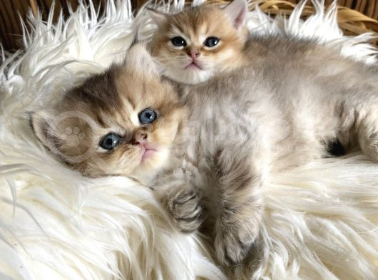 Golden British Shorthair Ve Longhair Yavrular görsel