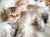 Golden British Shorthair Ve Longhair Yavrular