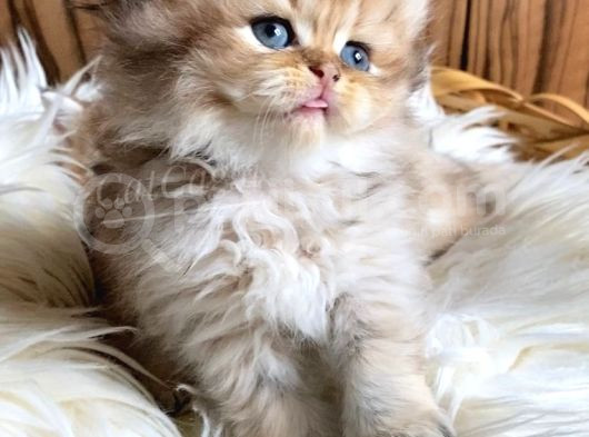 Golden British Longhair Yavru görsel