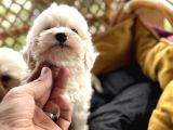 Tr De Tek Güzellikte Maltese