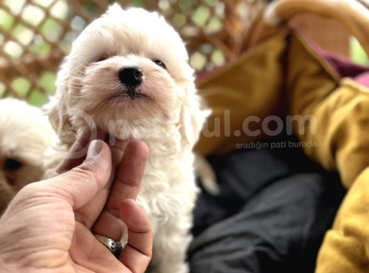 Tr De Tek Güzellikte Maltese görsel