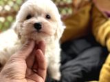 Tr De Tek Güzellikte Maltese