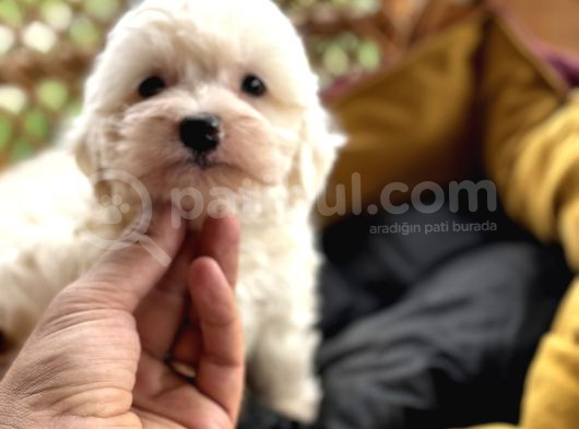 Tr De Tek Güzellikte Maltese görsel