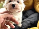 Tr de tek güzellikte maltese