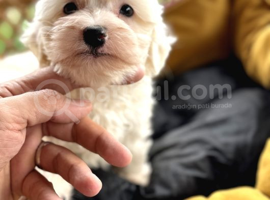 Tr De Tek Güzellikte Maltese