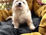 Tr De Tek Güzellikte Maltese