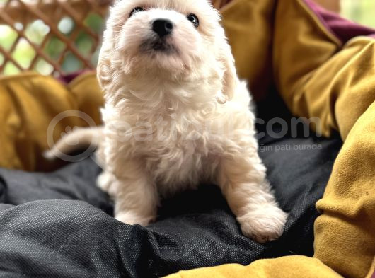Tr De Tek Güzellikte Maltese görsel