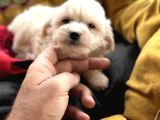 Tr De Tek Güzellikte Maltese
