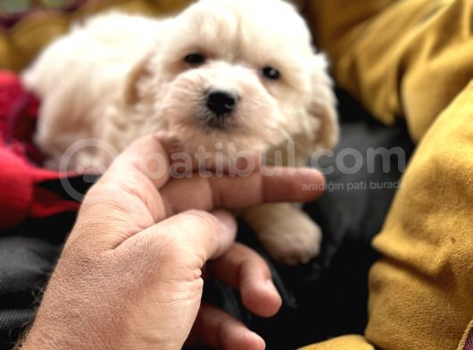 Tr De Tek Güzellikte Maltese görsel
