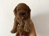 Son Red Toy Poodle Erkek Yavru