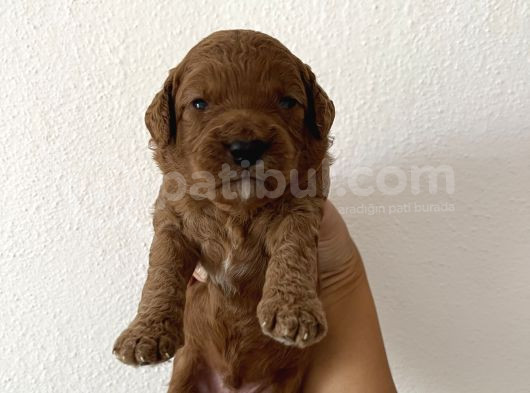 Son Red Toy Poodle Erkek Yavru görsel
