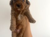 Son Red Toy Poodle Erkek Yavru