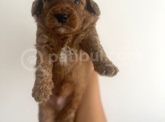 Son Red Toy Poodle Erkek Yavru görsel