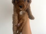 Son Red Toy Poodle Erkek Yavru