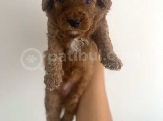 Son Red Toy Poodle Erkek Yavru görsel