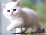 Lisanslı Üretim Evinden British Shorthair Silver ns12