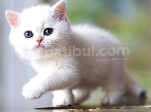 Lisanslı Üretim Evinden British Shorthair Silver Ns12