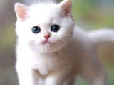Lisanslı Üretim Evinden British Shorthair Silver Ns12
