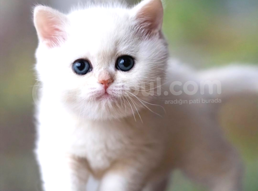 Lisanslı Üretim Evinden British Shorthair Silver Ns12 görsel