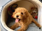 BAL KÖPÜĞÜ TOY POODLE
