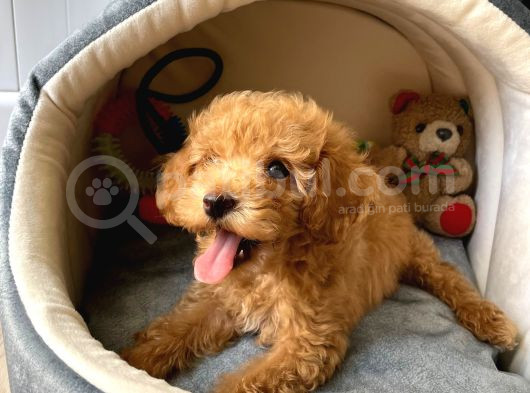Bal Köpüğü Toy Poodle