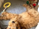 Bal Köpüğü Toy Poodle