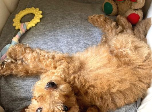 Bal Köpüğü Toy Poodle görsel