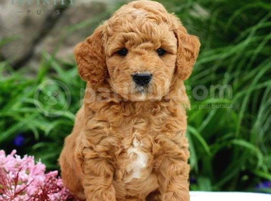 Red Braw Kıpkırmızı Ev Üretimi Tooy Poodle  görsel