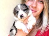 Her Renk Border Collie Yavru