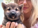 Shiba İnu Yavrular