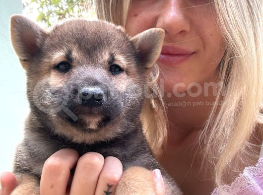 Shiba İnu Yavrular görsel