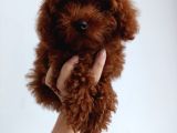 Toy Poddle