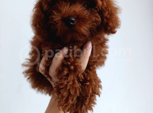 Toy Poddle görsel