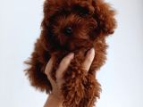 Toy Poddle