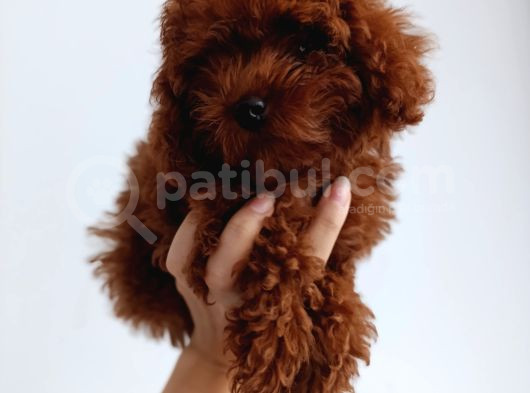 Toy Poddle görsel