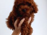 Toy Poddle