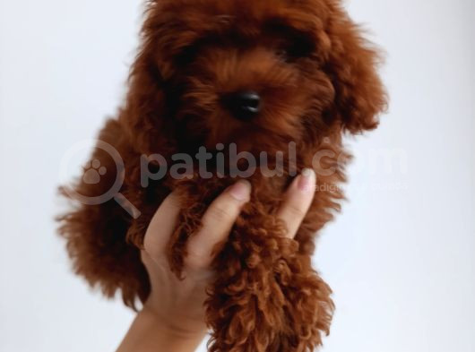 Toy Poddle görsel