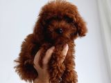 Toy poddle