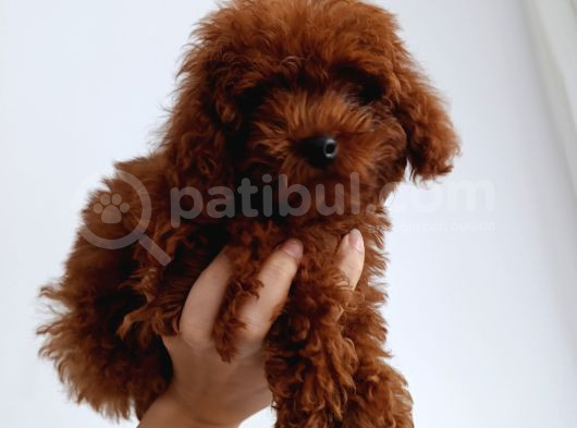 Toy Poddle görsel