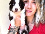 Her renk Border Collie Yavru
