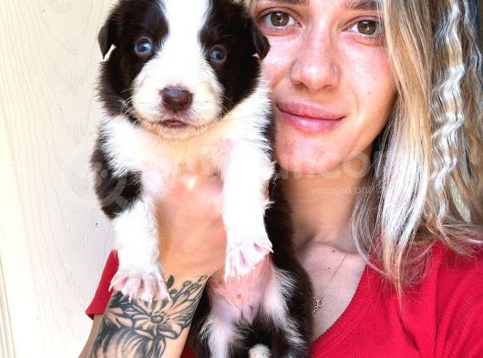 Her Renk Border Collie Yavru