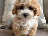 Pet Eğitimli Maltipoo Erkek Ve Dişi Yavrular